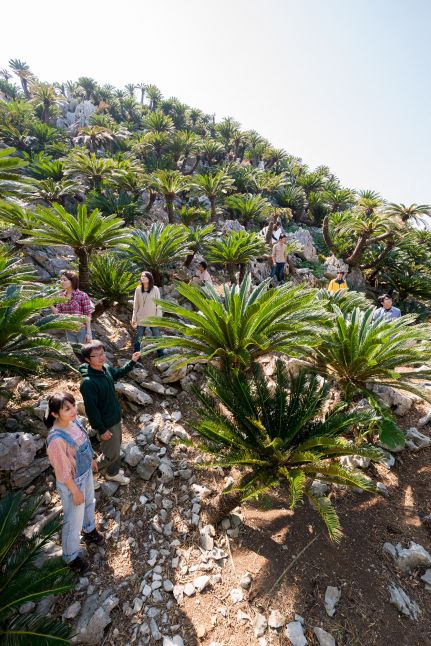 大石林山・ソテツ群落