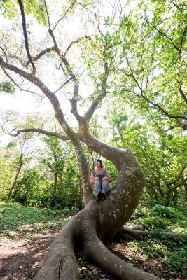 大石林山・不思議な木