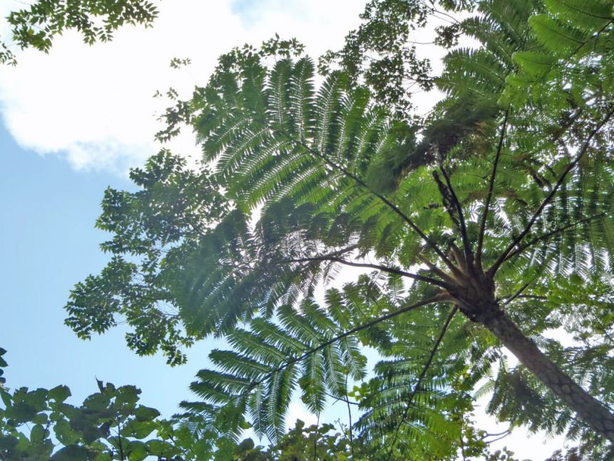 がじゅまる自然学校 清流リバートレッキング2