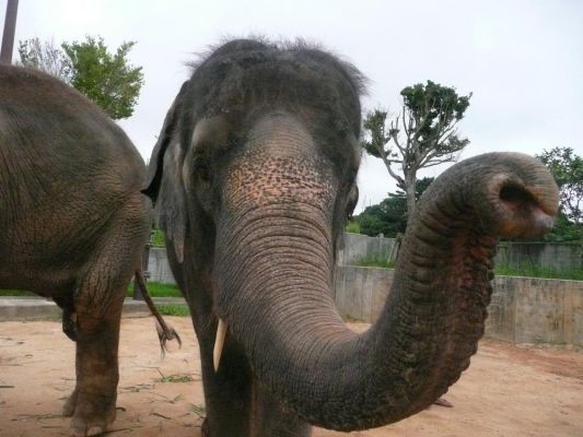 Okinawa Zoo and Museum Foundation