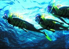 （有）リゾートエンタープライズ沖縄リーフリゾートかりゆし（マリン体験）