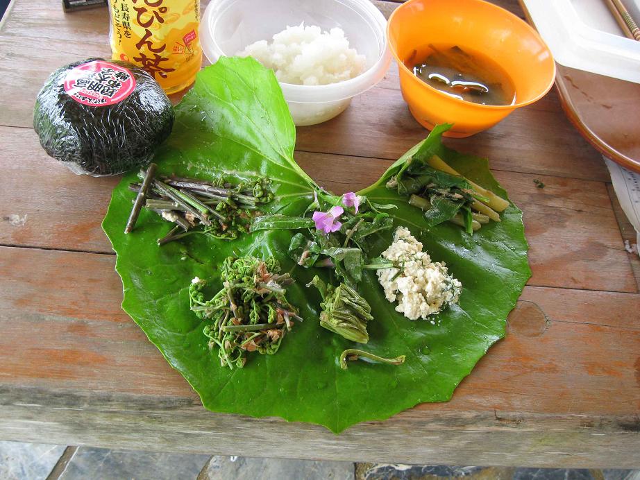 ヤンバルの山菜ツアー