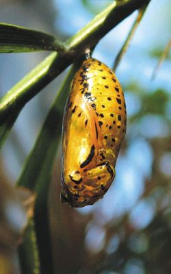 Ryugujo Butterfly Garden