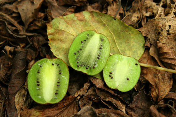 秋のヤンバル観察会「植物ガイドツアー」