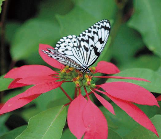 琉宮城蝶々園