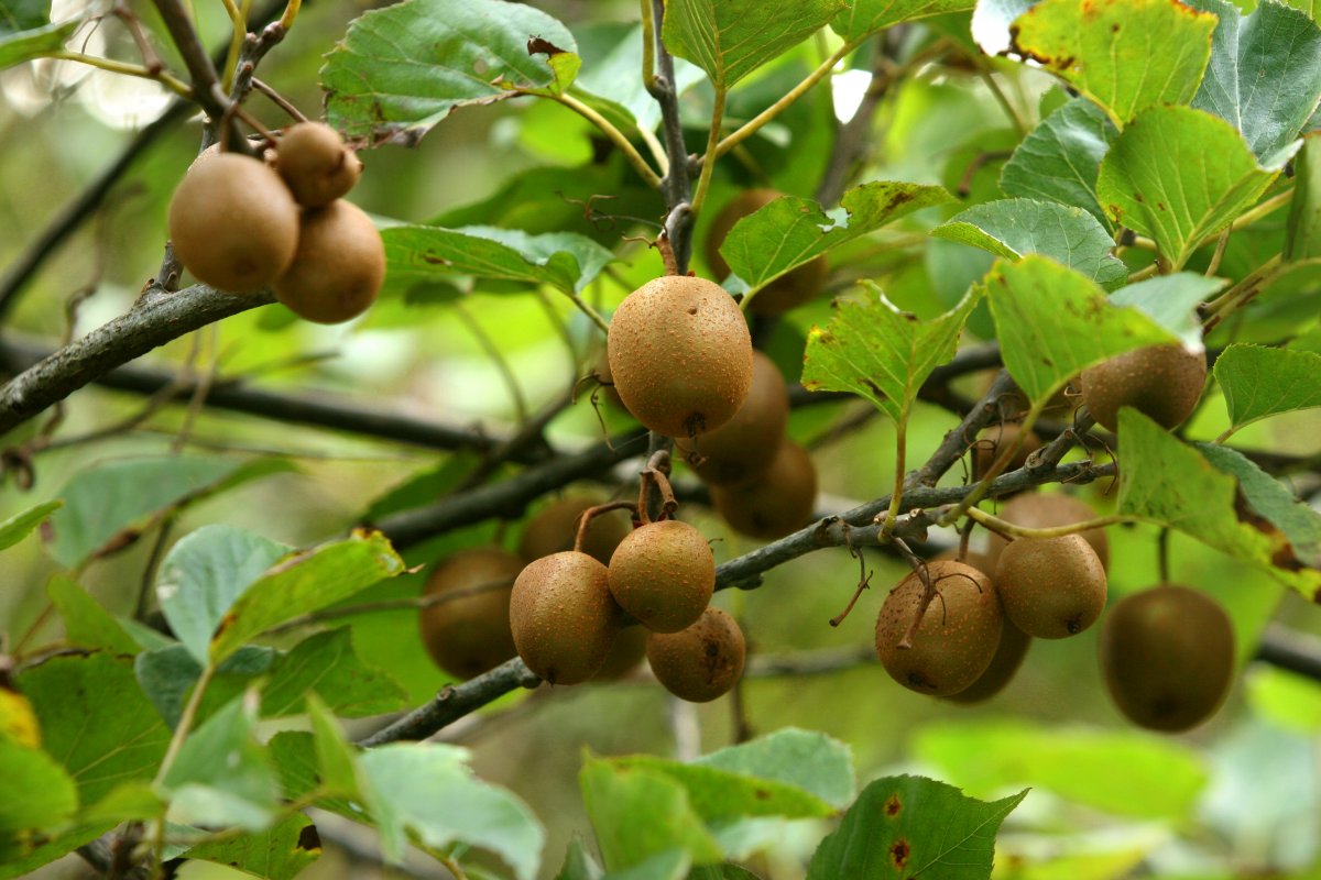 秋のヤンバル観察会「植物ガイドツアー」