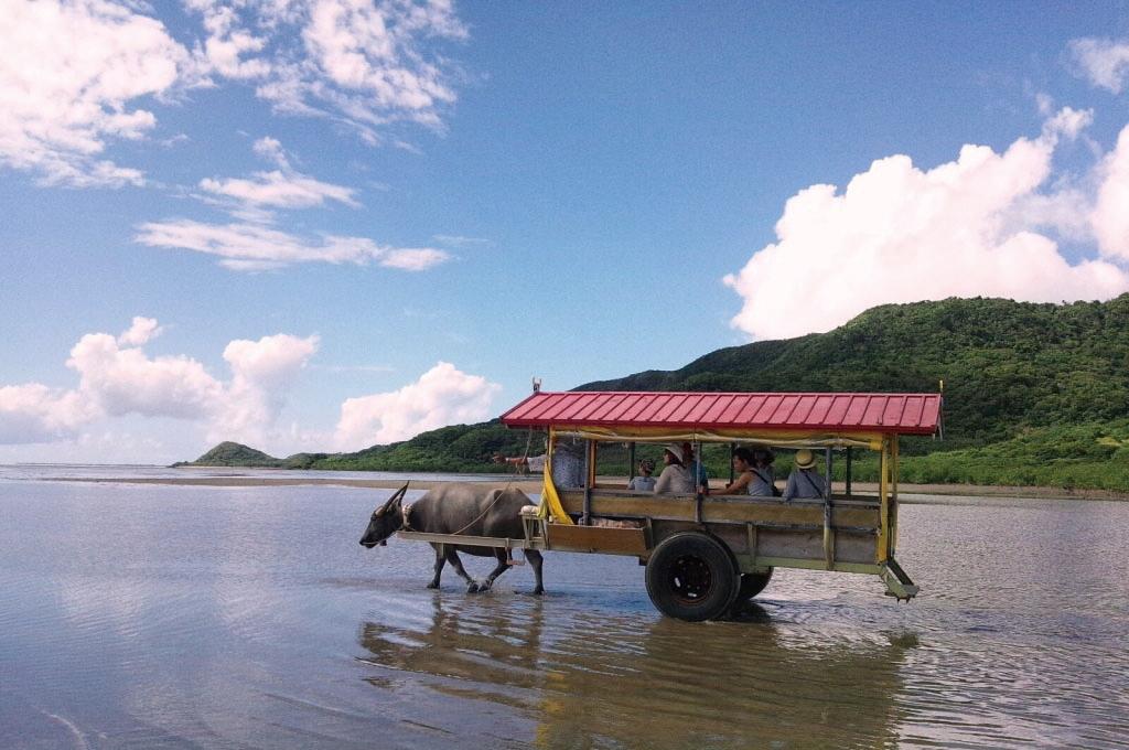 石垣島ドリーム観光「体験アクティビティツアー」