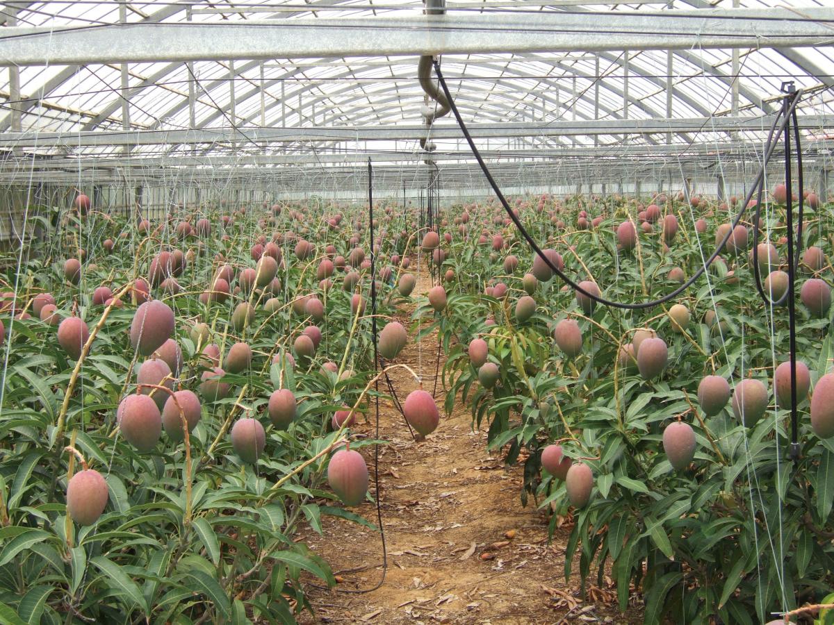 観光農園ユートピアファーム宮古島