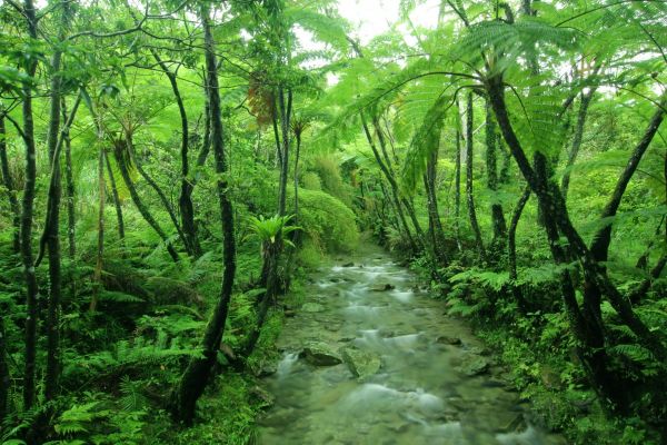 秋のヤンバル観察会「植物ガイドツアー」