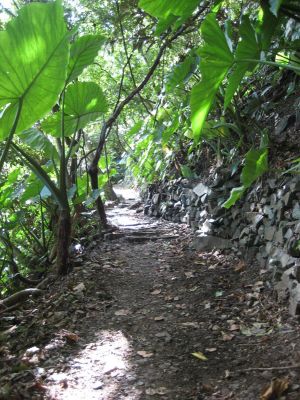 エコネット・美(ちゅら)「エコツアー体験」