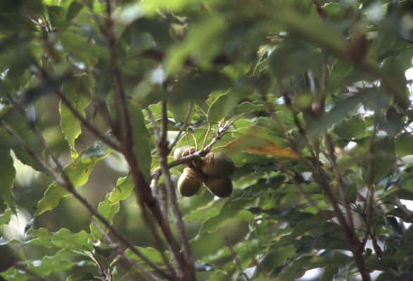 秋のヤンバル観察会「植物ガイドツアー」