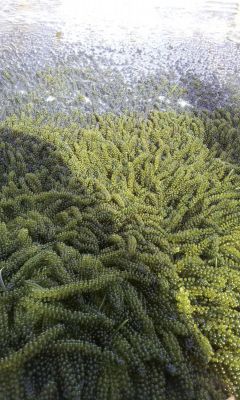 海ぶどう農園のお店ぷちぷち「海ん道」～UMINCHI～