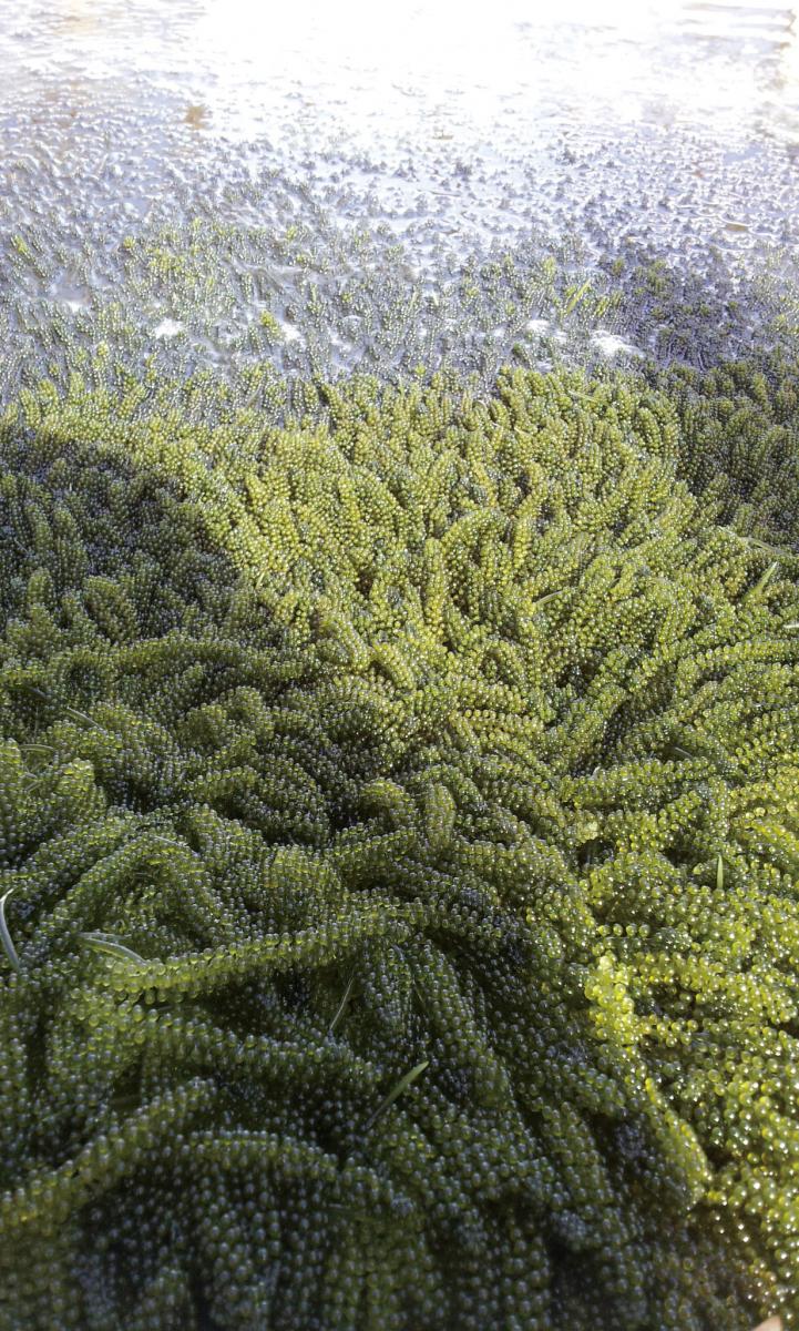 海ぶどう農園のお店ぷちぷち「海ん道」～UMINCHI～