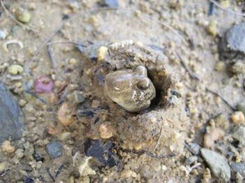 屋我地エコツーネット「カヌー体験」