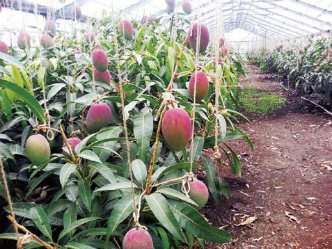 Okinawa Prefectural Government Agricultural Research Center, Ishigaki Branch