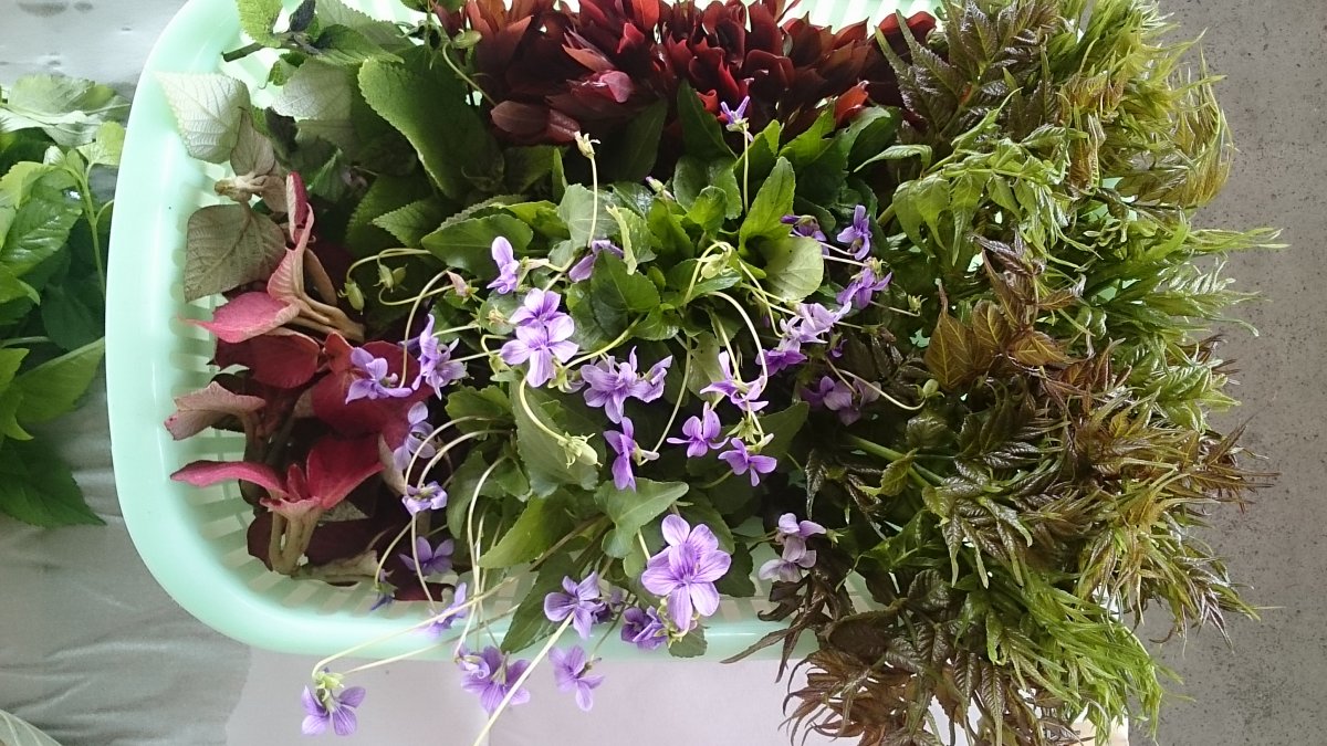 ヤンバルの山菜ツアー