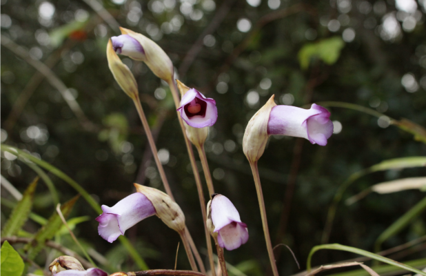 秋のヤンバル観察会「植物ガイドツアー」