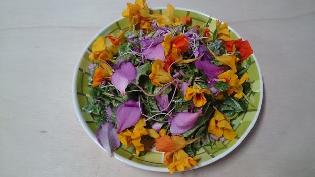 ヤンバルの山菜ツアー