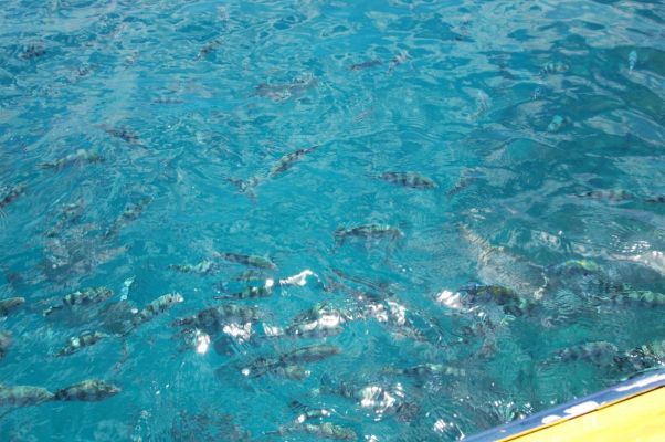 （有）リゾートエンタープライズ沖縄リーフリゾートかりゆし（マリン体験）