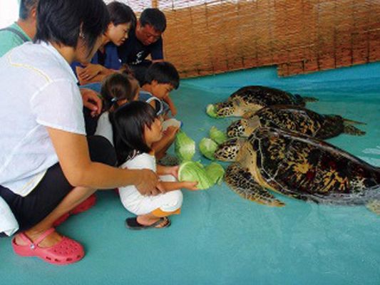 久米島ウミガメ館