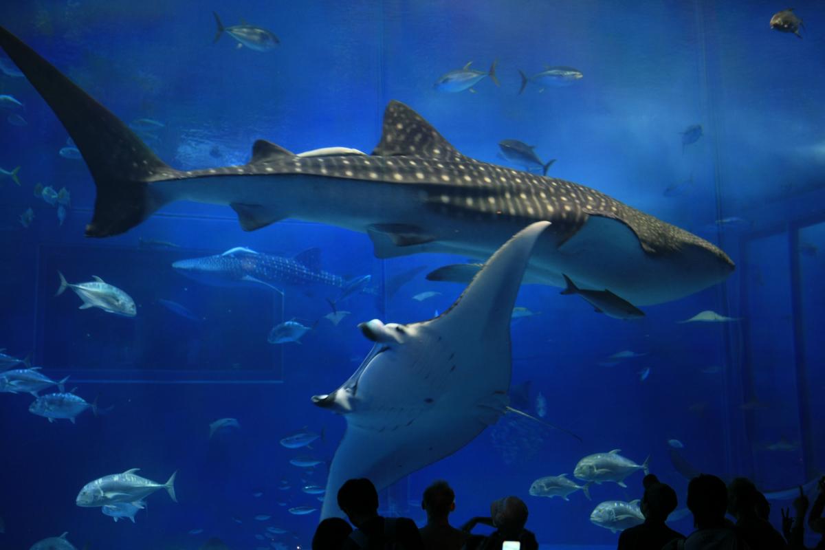 沖縄美ら海水族館