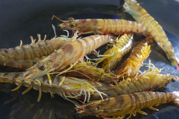 蒸汽海鲜CHATAN STEAM SEAFOOD