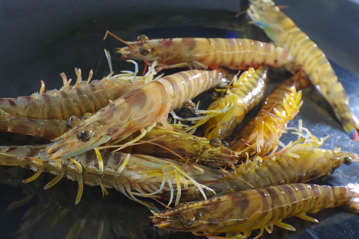 蒸汽海鲜CHATAN STEAM SEAFOOD