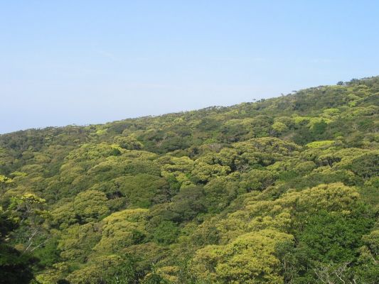 ヤンバルの山菜ツアー