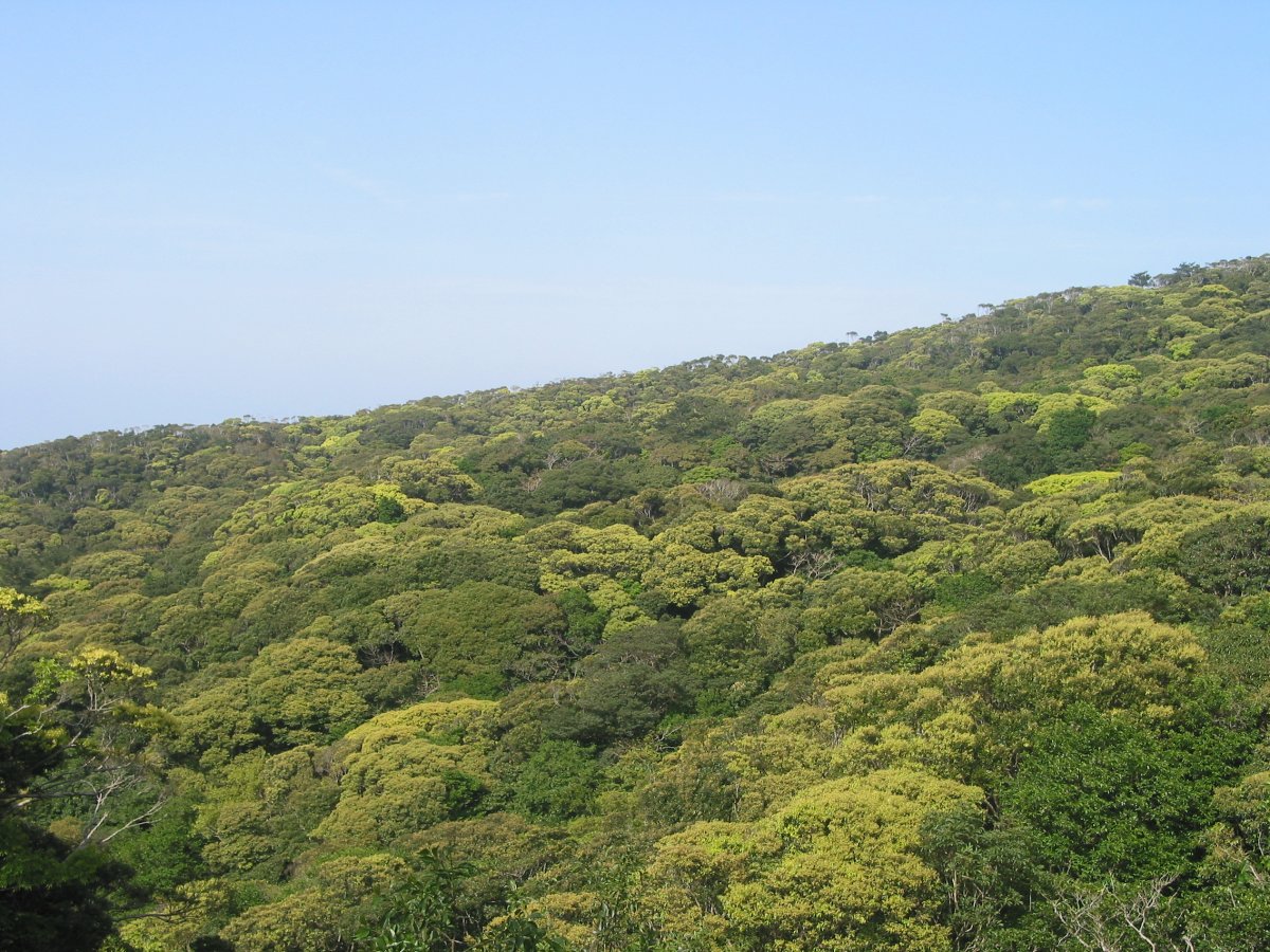 ヤンバルの山菜ツアー