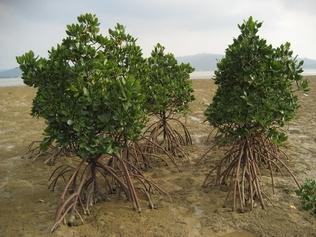 屋我地エコツーネット「カヌー体験」