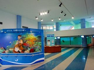 久米島ウミガメ館