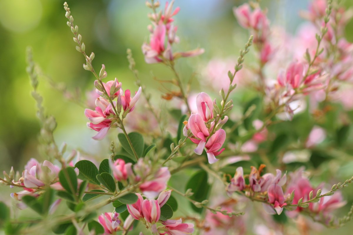 秋のヤンバル観察会「植物ガイドツアー」
