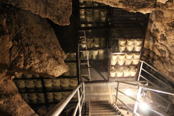 鍾乳洞古酒蔵 龍の蔵