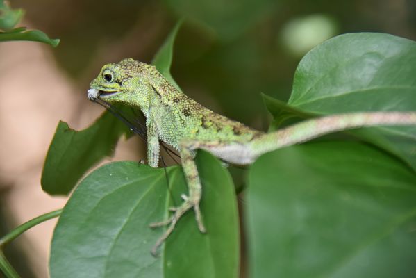 久米島ホタル館 SDGsプログラム 創るエコツアー・ナイト&デイ