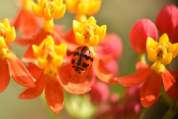 久米島ホタル館 SDGsプログラム 創るエコツアー・ナイト&デイ