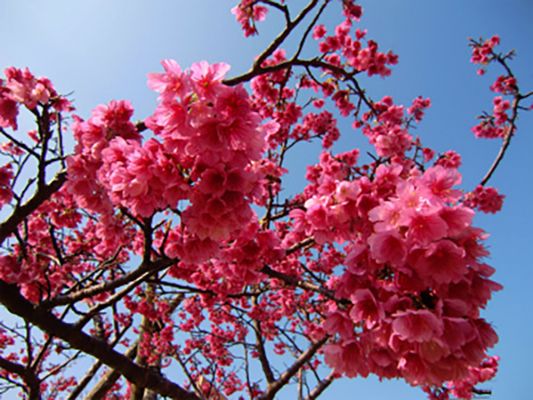 有限会社山川酒造