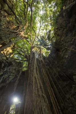ガンガラーの谷　ガジュマルの木